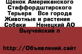 Щенок Американского Стаффордштирского Терьера - Все города Животные и растения » Собаки   . Ненецкий АО,Выучейский п.